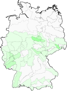 Hieracium schmidtii