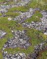 Alpenazalee - Loiseleuria procumbens (L.) Desv.