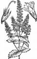 Spear Mint - Mentha spicata L.