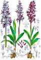 Early-Purple Orchid - Orchis mascula (L.) L.