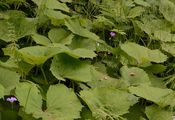 Petasites albus (Weiße Pestwurz) - lang gestielte, rundlich bis nierefförmige Grundblätter