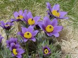 Pasqueflower - Pulsatilla vulgaris Mill.