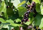 Black Currant - Ribes nigrum L.