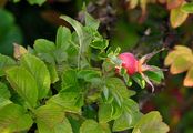 Japanese Rose - Rosa rugosa Thunb.
