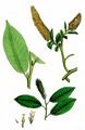 Bay Willow - Salix pentandra L.