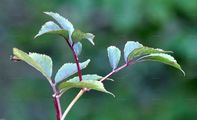 Elder - Sambucus nigra L.
