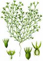 Annual Knawel - Scleranthus annuus L.