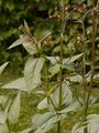 Common Figwort - Scrophularia nodosa L.