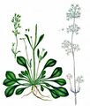 Ohrlöffel-Leimkraut - Silene otites (L.) Wibel