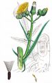 Marsh Sow-Thistle - Sonchus palustris L.
