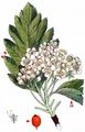  - Sorbus subg. Hedlundia Májovský & Bernátová 