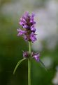 Heil-Ziest - Stachys officinalis (L.) Trevis.