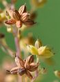 Common Meadow-Rue - Thalictrum flavum L.