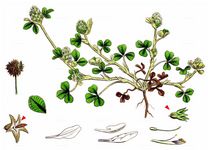 Rauher Klee - Trifolium scabrum L. 