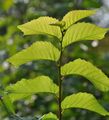 European White-Elm - Ulmus laevis Pall.