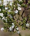 Schmalblättriger Arznei-Baldrian - Valeriana pratensis Dierb.