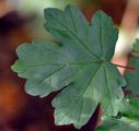 Field Maple - Acer campestre L.