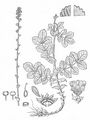 Agrimony - Agrimonia eupatoria L.