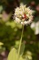 Allermannsharnisch - Allium victorialis L.