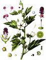 Marsh-Mallow - Althaea officinalis L.