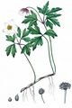 Wood Anemone - Anemone nemorosa L.