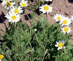 Ruthenian Chamomile - Anthemis ruthenica M. Bieb.