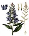 Giant Bellflower - Campanula latifolia L.