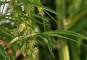 Echter Hanf - Cannabis sativa L.