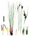 Bleiche Segge - Carex pallescens L.