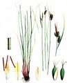 Pale Sedge - Carex pallescens L. 