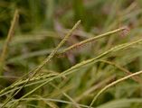 Dünnährige Segge - Carex strigosa Huds.