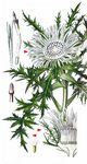 Silberdistel - Carlina acaulis L. 