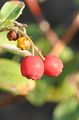 Felsen-Zwergmispel - Cotoneaster integerrimus Medik.