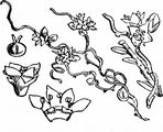 Dodder - Cuscuta epithymum (L.) L.