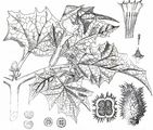 Blauer Stechapfel - Datura stramonium L.