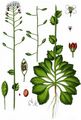 Mauer-Felsenblümchen - Drabella muralis (L.) Fourr.