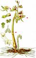 Ghost Orchid - Epipogium aphyllum Sw.