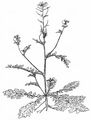 Hairy Rocket - Erucastrum gallicum (Willd.) O. E. Schulz