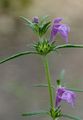 Acker-Hohlzahn - Galeopsis ladanum L.