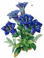 Stemless Gentian - Gentiana acaulis L.