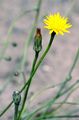 Gewöhnliches Ferkelkraut - Hypochaeris radicata L.