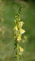 Gewöhnliches Leinkraut - Linaria vulgaris Mill.