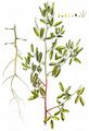 Banat Sweetclover - Melilotus dentatus (Waldst. & Kit.) Pers.