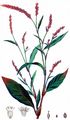 Wasserpfeffer - Persicaria hydropiper (L.) Delarbre