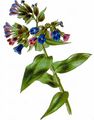 Sticky Lungwort - Pulmonaria mollis Hornem.