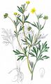 Acker-Hahnenfuß - Ranunculus arvensis L.