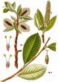 Alpine Willow - Salix glabra Scop.