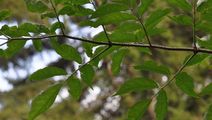 Elder - Sambucus nigra L.