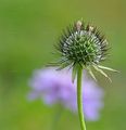 Glänzende Skabiose - Scabiosa lucida Vill.