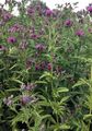 Saw-Wort - Serratula tinctoria L.
